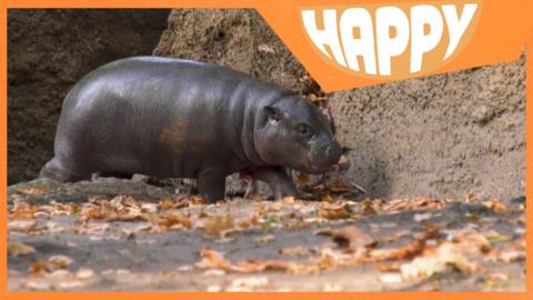 A baby pygmy hippo and the Happy News logo