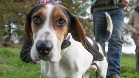 A beagle being walked in a park.