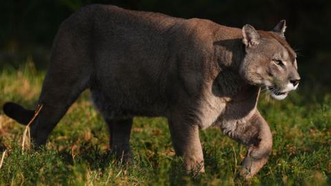 A light brown mountain lions walks through a grassy area in its Herefordshire enclosure.