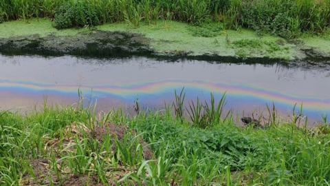 Oil in a rainbow colour effect in the middle of the water, with long reeds and grass either side.