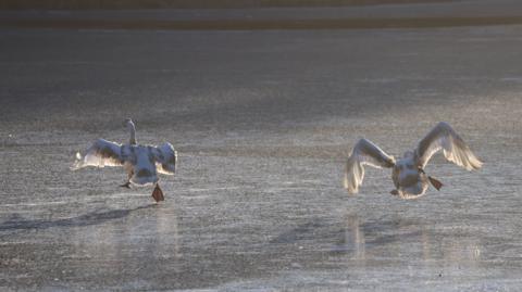 Two swans trying to cross a frozen over loch - one is walking across gingerly, while the other is flying jump above the surface, wings flapping