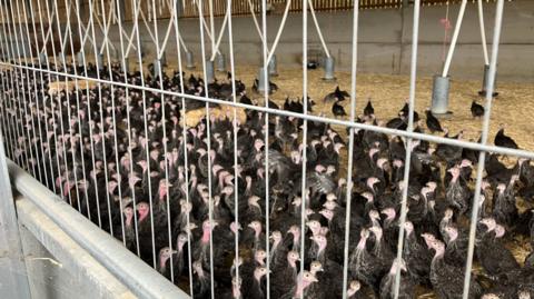 Dozens of turkeys are seen in a indoor pound, with cage wires to the foreground