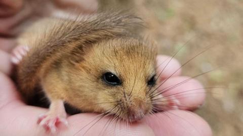 A dormouse in the palm of someone's hand