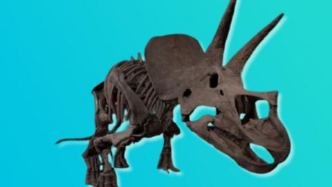 A dinosaur fossil standing upright on a blue background