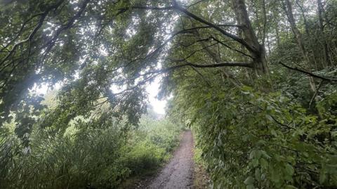 Huge trees and vegetation towering over a footpath