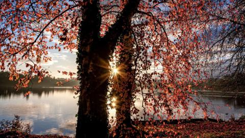 A setting sun shines through the gap between two trees in what appears to be autumn. The trees are covered in orange, wilting leaves. Behind the trees a lake can be seen