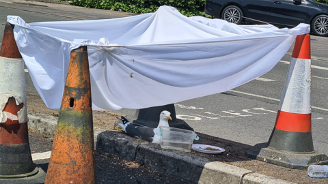 Seagull sits on a nest on a roadside surrounded by parking cones with a sheet tied over the top to protect it from direct sun