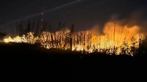 Flames and smoke come up from the ground during the early hours of the morning. The silhouettes of gorse plants can be seen against the flames.
