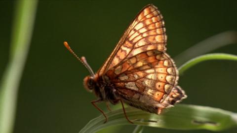 A marsh fritillary butterfly