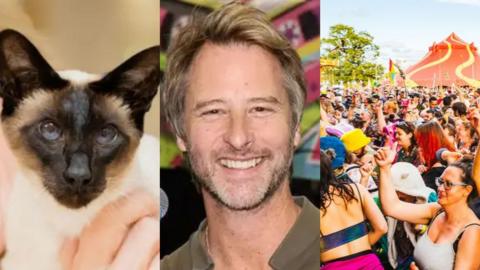 Montage: close up of a Siamese cat,  singer Chesney Hawkes and people dancing at a festival with a tent behind