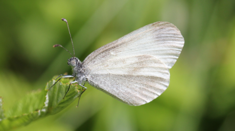 A close-up image of a partly white butterfly, with greenery in the background blurred.