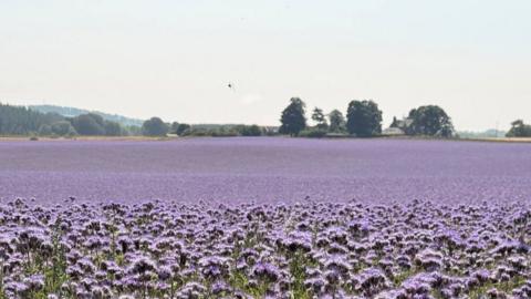 A field of purple flowers