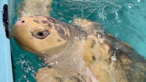A greenish yellow turtle with grey patches peeks its head out from the surface of blue water.