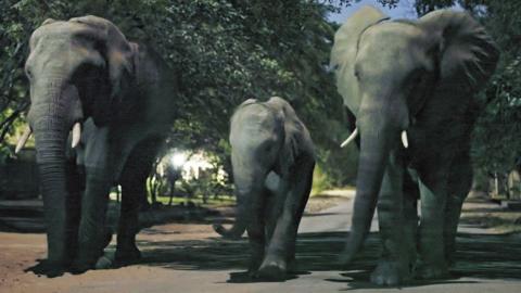 Three elephants walking down a road