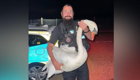 A police officer holding a large white swan in his arms. The policeman is smiling at the camera 
