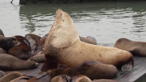 Chonkers the sealion sat on a pier
