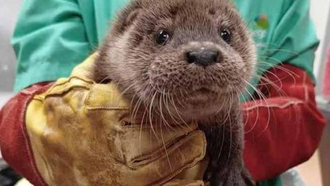 An otter pup which has brown fur and doe eyes is being held by a vet who is wearing green overalls and thick brown leather gloves. 
