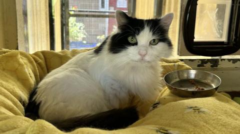 A fluffy white and black cat sits comfortably on a yellow blanket patterned with bees, beside a metal food bowl.