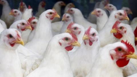 About twenty white chickens with red combs and yellow white beaks grouped together.