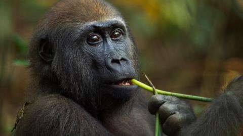 Western lowland gorilla feeding on a plant