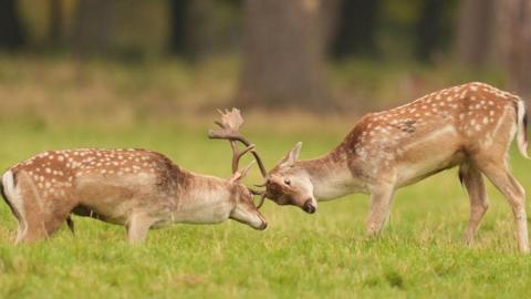 Two stags locking horns while standing in grass. With large tree trunks behind.