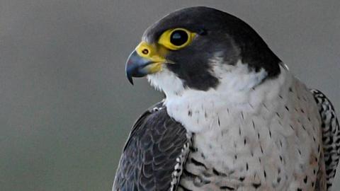 A peregrine falcon in close profile. A bird with a hooked beak, yellow-rimmed black eyes, a black head, white chest with black flecks and grey wings 