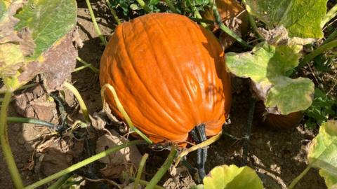 Big pumpkin on soil near green leaves