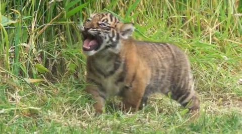 Zaza the tiger cub with her mouth open roaring 