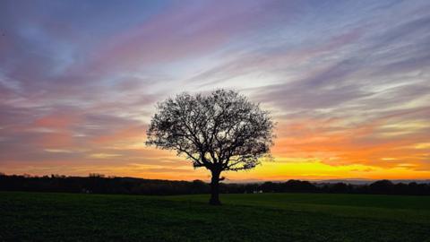 A tree in the back centre of the screen in a green field with trees in the background under dimming light with a sky of blue, purple, yellow and orange