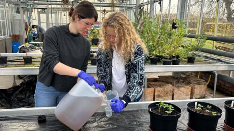 Two women in a large greenhouse pouring liquid from a larger container into a smaller container. Both wear protective goggles and are surrounded by seedlings and plants.