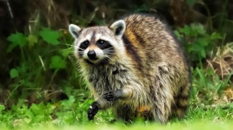 A raccoon ambles through grass.