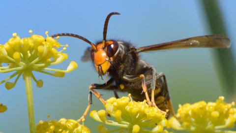 Yellow-legged hornet