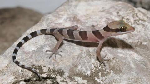 Kamping Poi bent-toed gecko, Cyrtodactylus kampingpoiensis.