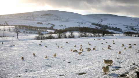 Llun o ddefaid mewn cae yn llawn eira