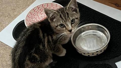 A photo of a kitten stood next to a water bowl.