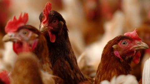 A flock of brown-feathered chickens.