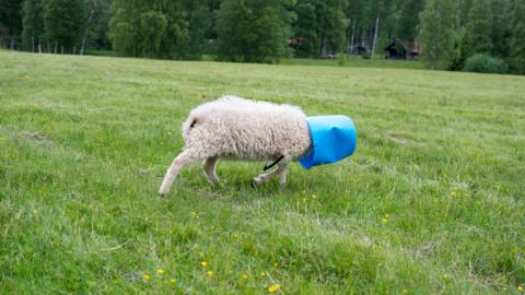 A sheep with a blue bucket over its head