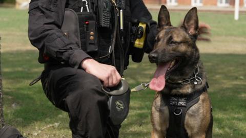A police officer pictured from the shoulders down, on one knee and wearing a black uniform. He is on the right and his dog Echo - a Belgian Malinois - is on the left with its tongue hanging out and wearing a harness and lead. They are on a grassed area facing towards the camera.