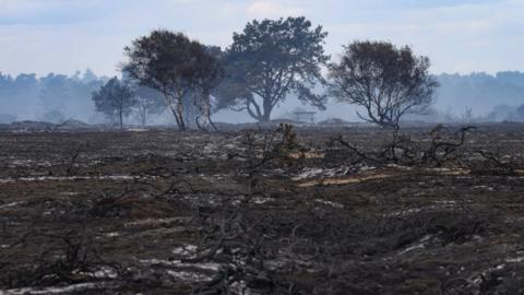 Blackened vegetation from a burnt-out heathland. Four burnt trees can be seen, and wisps of white smoke rise from the ground.