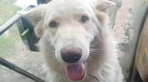 A white German shepherd dog with its pink tongue hanging out of its mouth