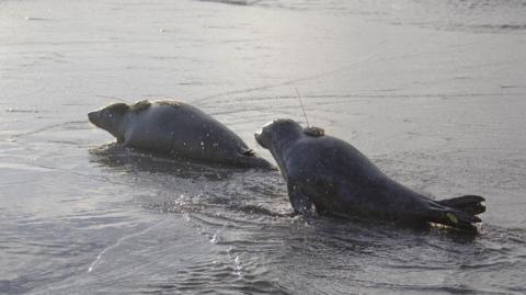 Two seal pups with a GPS device attached to their backs, which is box shaped and has a thin antenna sticking out the top. 