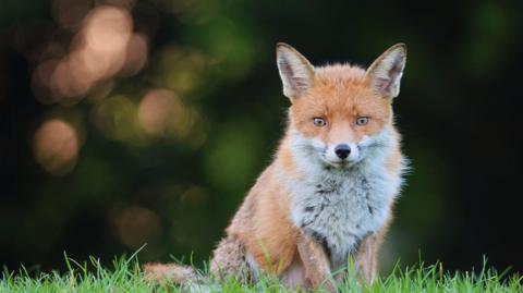 Close up of orange fox stood in green grass, with bushes in the background.
