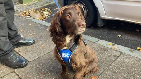 Bonnie, a chocolate-brown sprocker spaniel, sits on the pavement and looks into the distance. She is wearing a blue harness and her handlers' black boots and trousers can be seen beside her. She is in front of a white car or van.