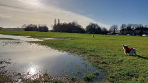 A dog stands on a grassy field next to a flooded section of ground. The dog is wearing a red jacket. The sky is clear and sunny with a bright blue sky.