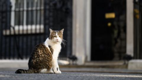 Larry the cat outside 10 Downing Street