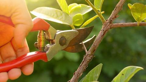 Close up of secateurs cutting off a twig 
