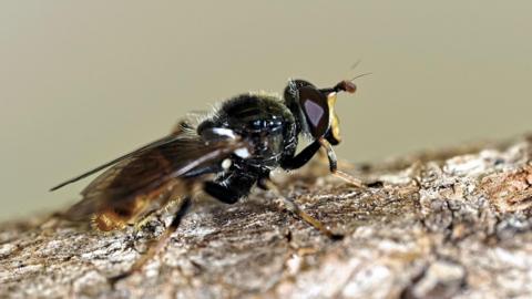 A close-up picture of a hoverfly sitting on the bark of a tree.