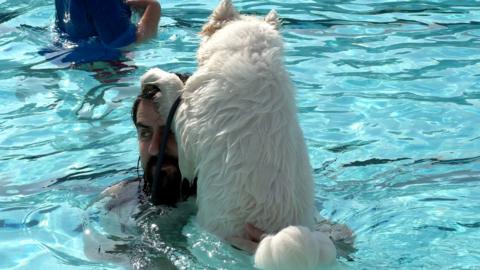 Dogs swimming sessions at Ashby Leisure Centre's Lido