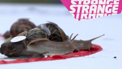 Some snails and the Strange News logo.