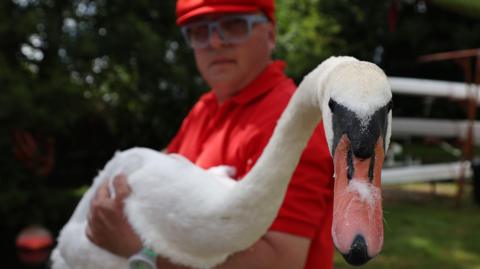 A man holding a swan